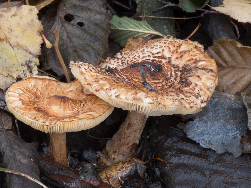 Lepiota cortinarius